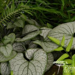 Brunnera macrophylla Silver Heart