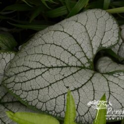 Brunnera macrophylla Silver Heart