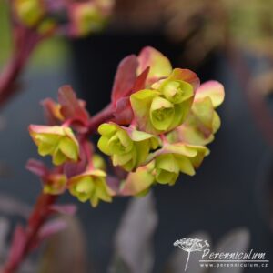 Euphorbia amygdaloides Purpurea