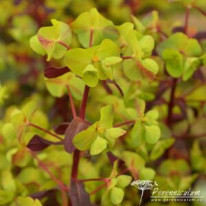Euphorbia amygdaloides Rubra