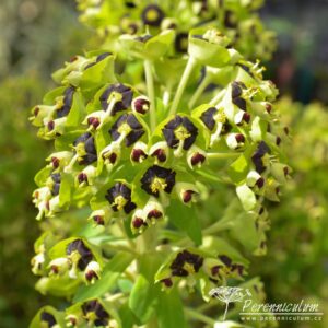 Euphorbia characias Black Pearl