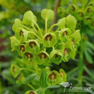 Euphorbia characias Humpty Dumpty