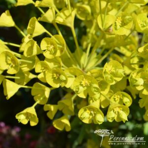 Euphorbia characias subsp wulfenii