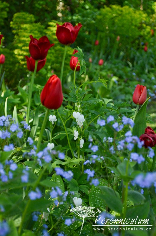 Zahrady Rosemary Verey - Barnsley House a Little House 15 Zahrady Rosemary Verey-Little House