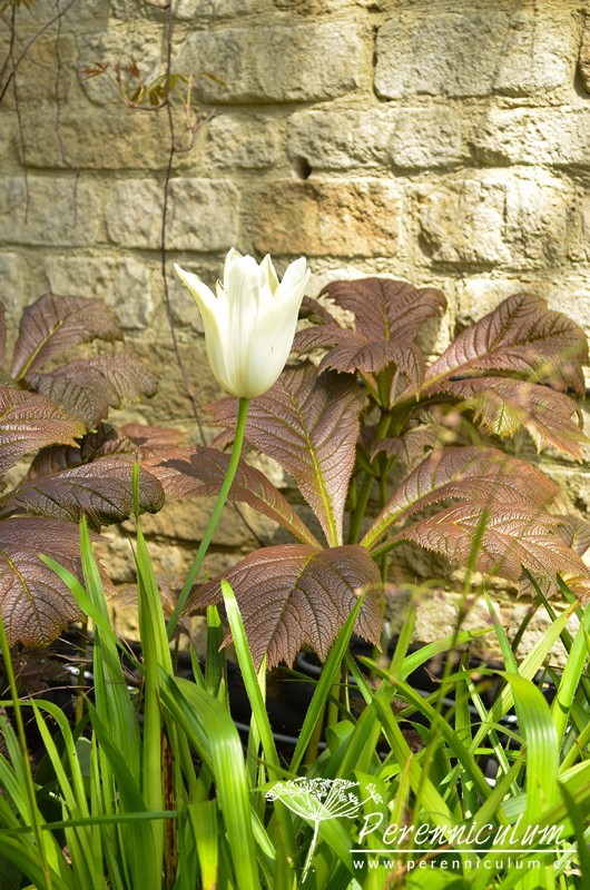Zahrady Rosemary Verey - Barnsley House a Little House 6 Zahrady Rosemary Verey