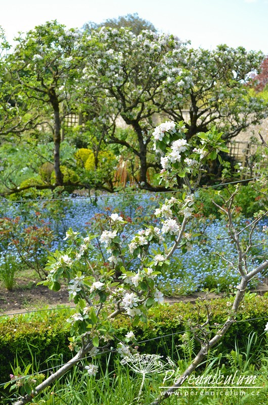 Zahrady Rosemary Verey - Barnsley House a Little House 7 Zahrady Rosemary Verey - Barnsley House