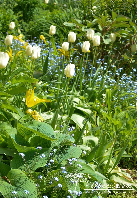 Zahrady Rosemary Verey - Barnsley House a Little House 5 Zahrady Rosemary Verey - Barnsley House