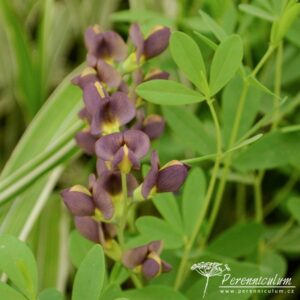 Baptisia Chocolate Chip