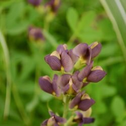 Baptisia Chocolate Chip