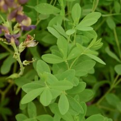 Baptisia Chocolate Chip