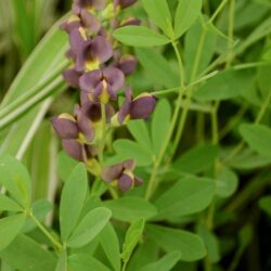 Baptisia Chocolate Chip