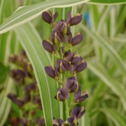 Baptisia Chocolate Chip