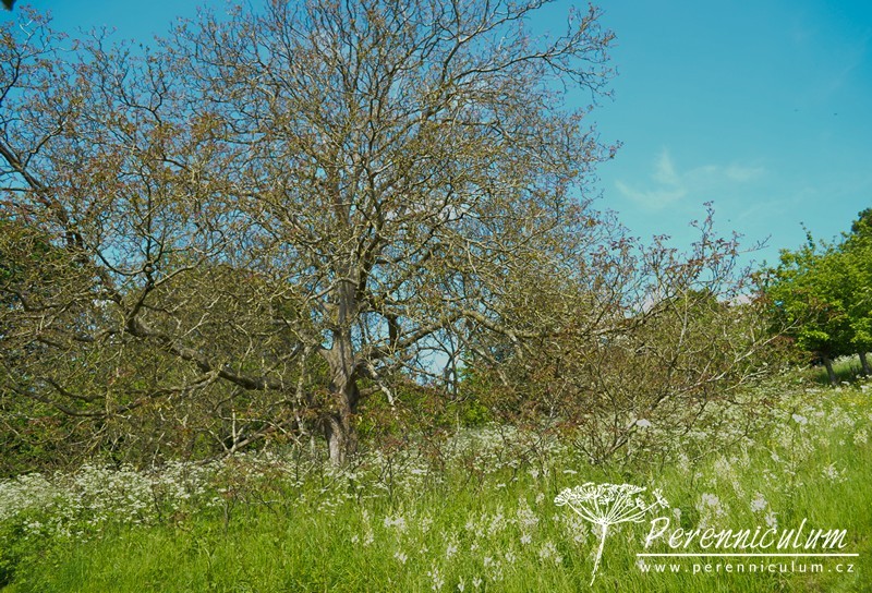 Zahrada v harmonii s okolní krajinou 11 Hanham Court 12