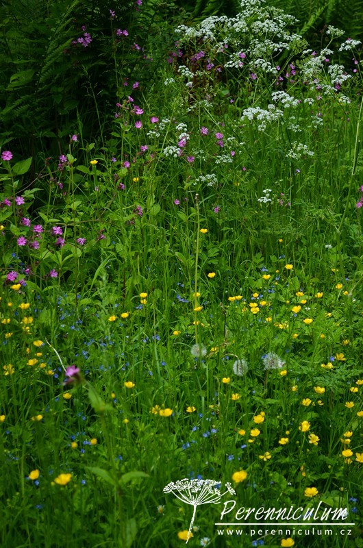 Zahrada v harmonii s okolní krajinou 16 Luční kvítí - žlutý pryskyřník (Ranunculus), odkvetlé pampelišky (Taraxacum), modrá "bouřka" (rozrazil, Veronica) nebo růžová silenka (SIlene).