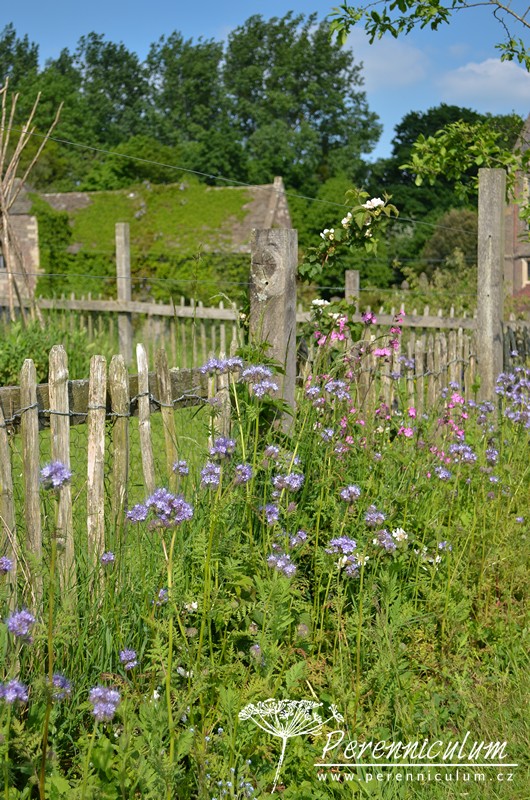 Zahrada v harmonii s okolní krajinou 9 Svazenka vratičolistá (Phacelia tanacetifolia) je pastvou pro opylovače podél plůtku zeleninové zahrádky.