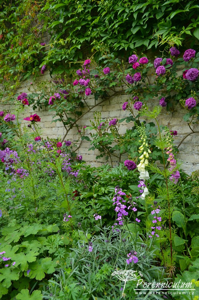 Příběh zahrady v Doyntonu 9 V tuto roční dobu zrovna kvetly růže (Rosa), náprastníky (Digitalis) či šanta (Nepeta).