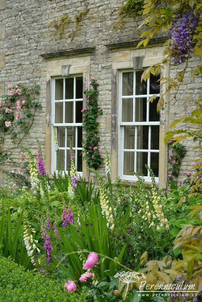 Příběh zahrady v Doyntonu 13 Pod okny kvetou náprstníky Digitalis purpurea, na stěně se pak pne vistárie (Wisteria) či pnoucí růže (Rosa).