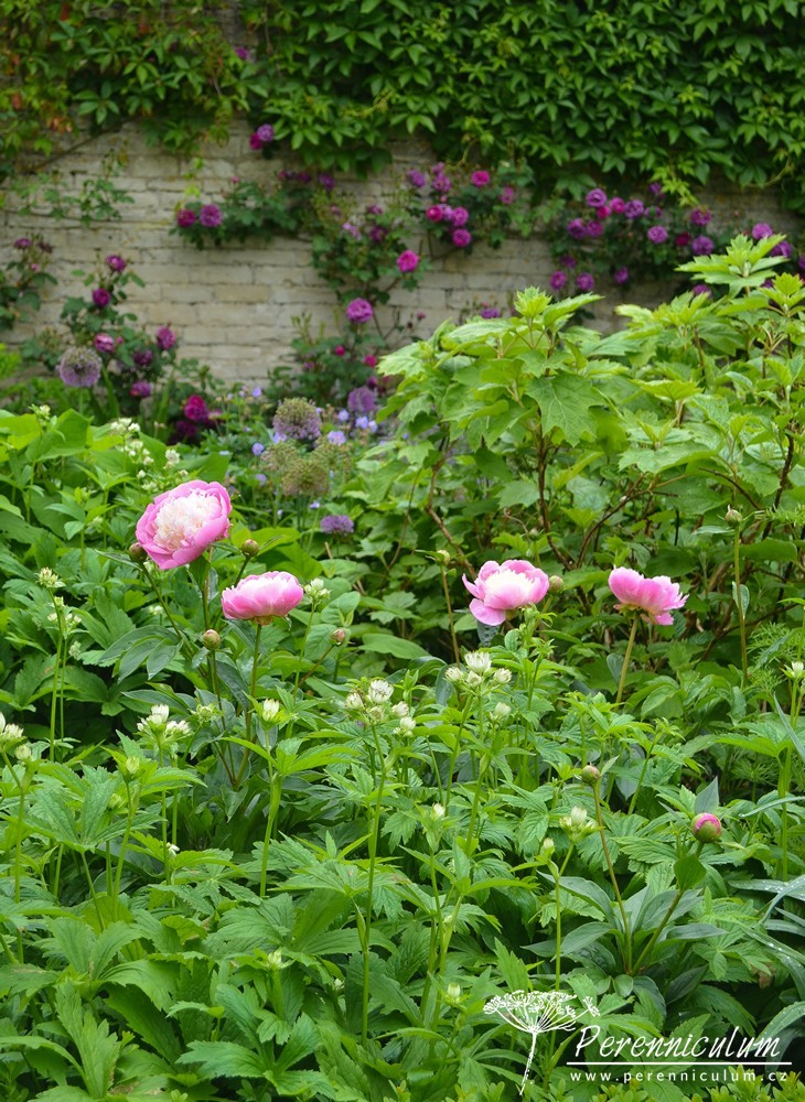 Příběh zahrady v Doyntonu 12 Záhony jsou plné kvetoucích růží (Rosa), pivoněk (Paeonia), jarmanek (Astrantia) a dalších trvalek.