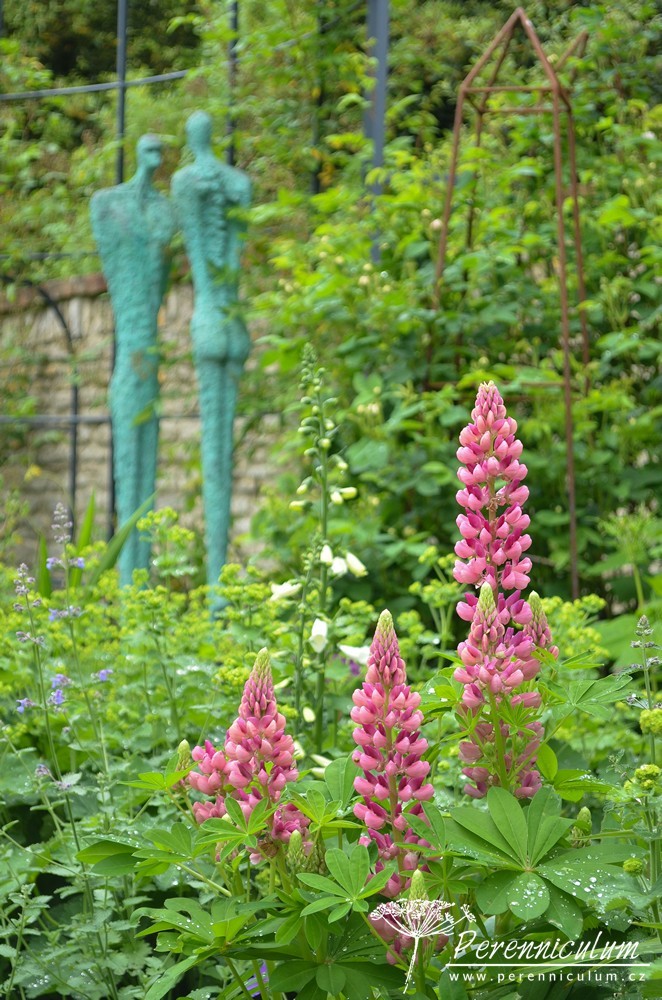 Příběh zahrady v Doyntonu 27 V růžové zahradě kvetly lupiny (Lupinus).