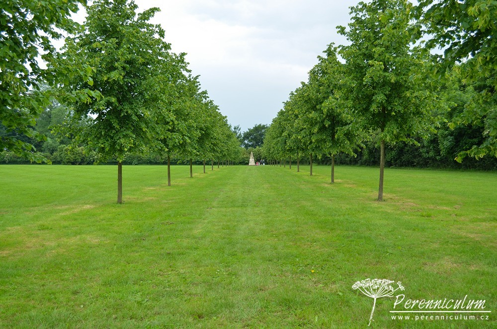 Příběh zahrady v Doyntonu 22 Posečená louka s lipovou alejí a kamenným obeliskem v dáli.