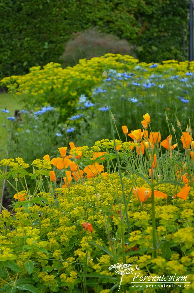 Příběh zahrady v Doyntonu 24 Barevné květy v řadách vysazených rostlin k řezu do vázy.