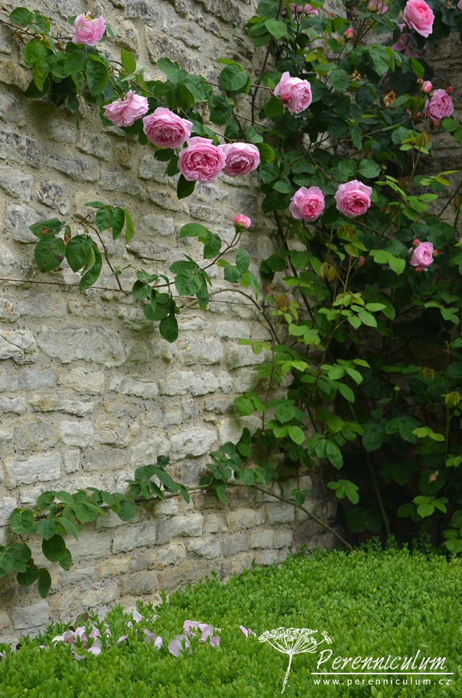 Příběh zahrady v Doyntonu 8 Tradiční anglická zahrada by se samozřejmě neobešla bez růží, v zahradě jim byl dokonce věnován jeden z "pokojů", růžová zahrada.