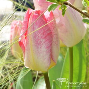 Tulipa Flaming Purissima