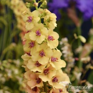 Verbascum Apricot Sunset