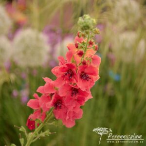 Verbascum Firadance