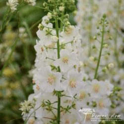 Verbascum phoeniceum Verbascum phoeniceum