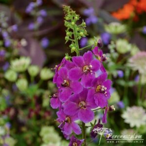 Verbascum phoeniceum Violetta