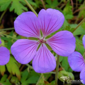 Geranium Blue Sunrise