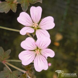 Geranium Dusky Crug