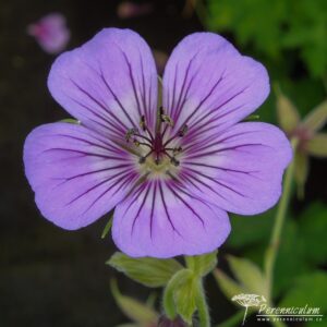 Geranium Havana Blues