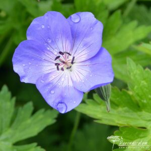 Geranium Jolly Bee