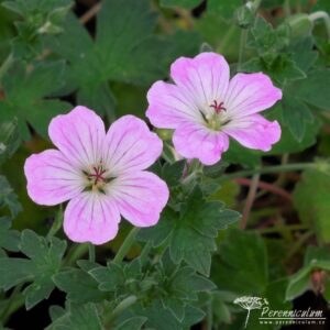 Geranium Mavis Simpson