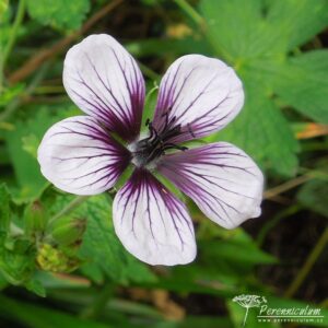 Geranium Salome
