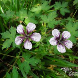 Geranium Salome