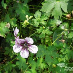 Geranium Salome