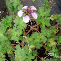 Geranium Salome