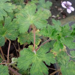 Geranium Salome
