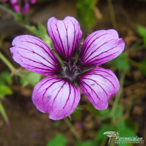 Geranium Sue Crug