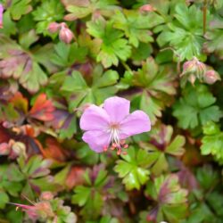Geranium dalmaticum