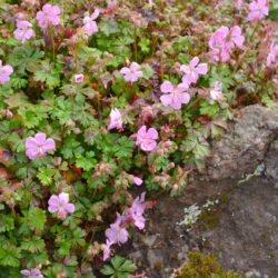 Geranium dalmaticum
