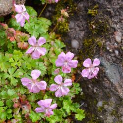 Geranium dalmaticum