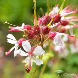 Geranium macrorrhizum Geranium macrorrhizum
