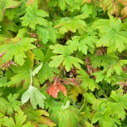 Geranium macrorrhizum Album