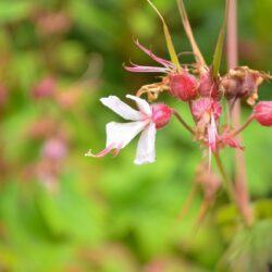 Geranium macrorrhizum Album