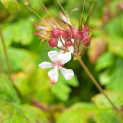 Geranium macrorrhizum Album