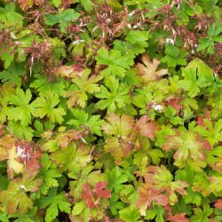 Geranium macrorrhizum Album